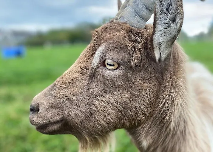 Burren Nature Sanctuary Apartamento