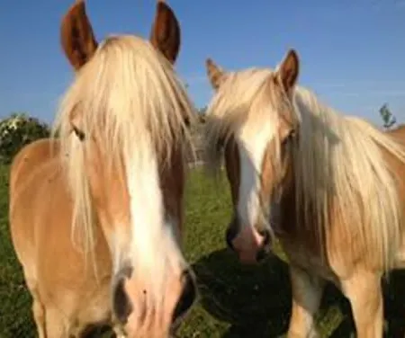 شقة Burren Nature Sanctuary