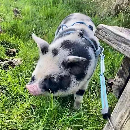 Burren Nature Sanctuary דירה *