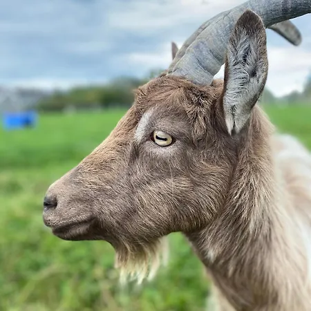 Burren Nature Sanctuary شقة