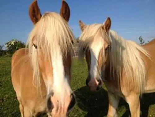 公寓 Burren Nature Sanctuary