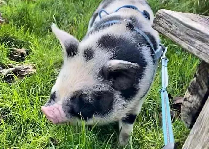 Burren Nature Sanctuary 公寓 *